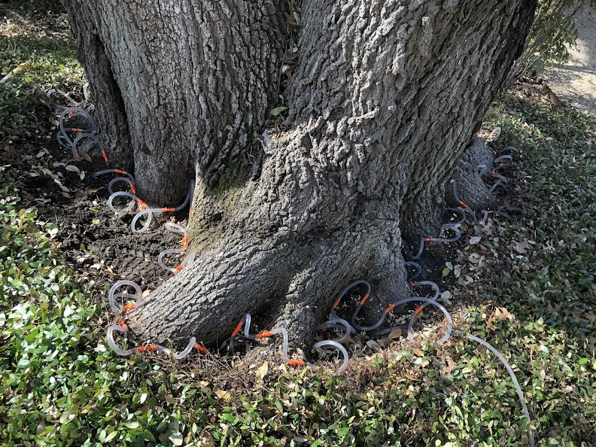 Detailed Tree Cabling and Bracing job site in Provincetown