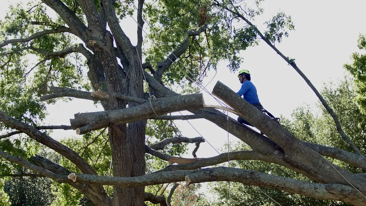 Professional Crown Thinning performed by certified arborists in Provincetown