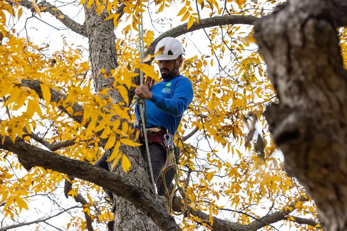 Skilled Tree Transplanting crew working in Provincetown